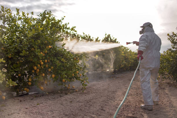 Best Termite Control Services  in Rock Springs, NM
