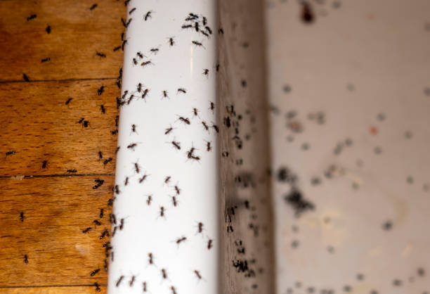 Best Cockroach Control Services  in Rock Springs, NM